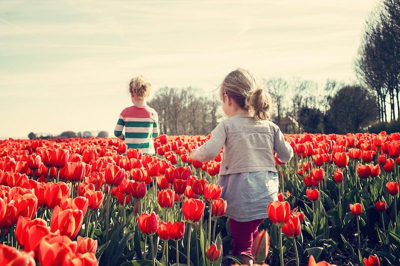 dvě malé holčičky probíhají polem zářivě rudých tulipánů